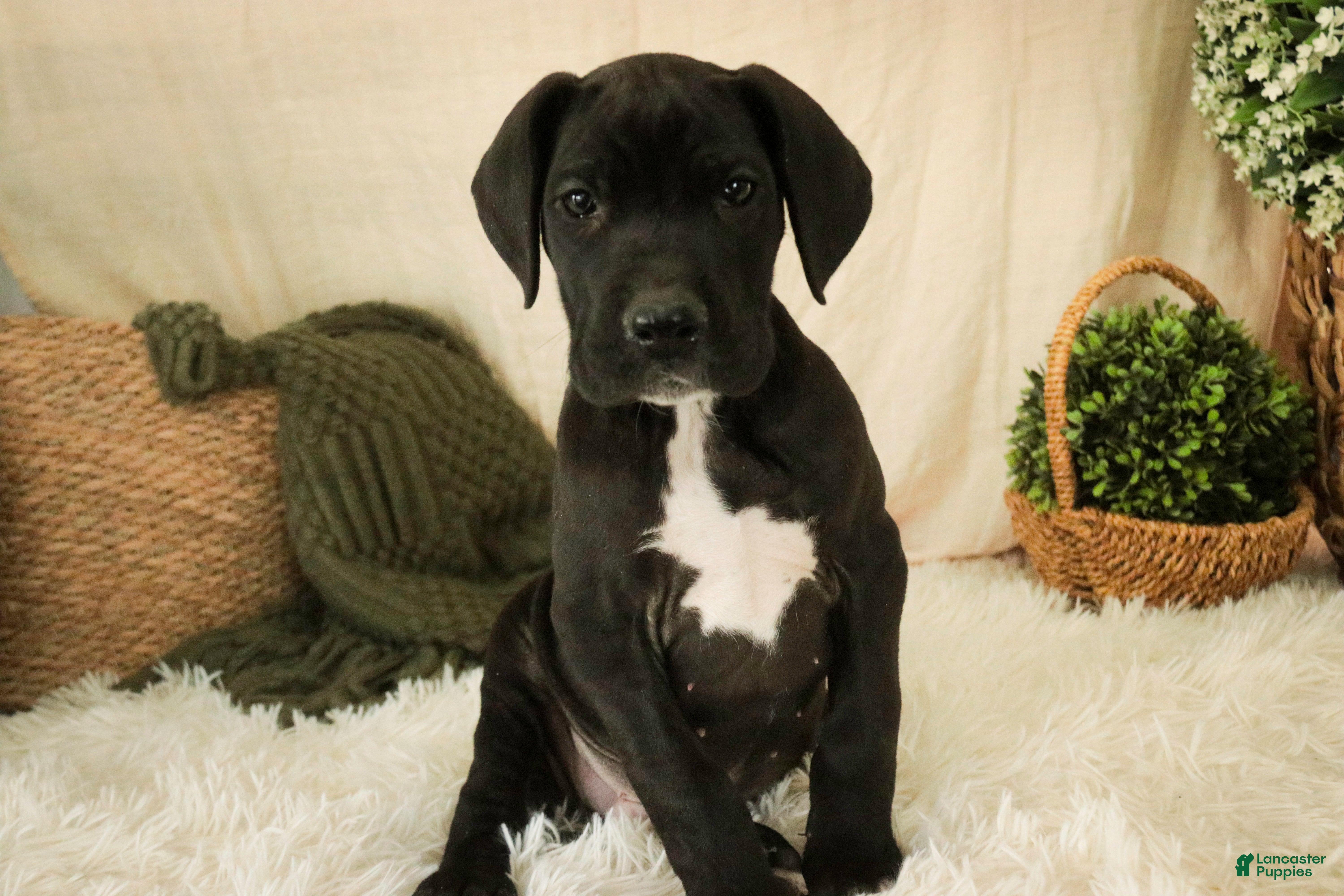 Great Dane dogs Henry - Ad 15