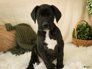 Great Dane dogs Henry - Ad 15
