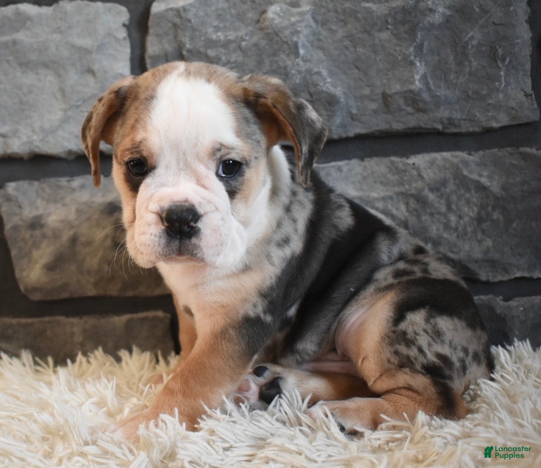 Mixed Breed dogs Buster  - Ad 40