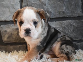 Mixed Breed dogs Buster - Ad 40