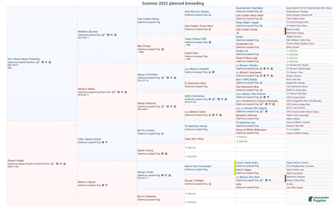 Catahoula Leopard Dog dogs for sale: Angel 2025 Female 1 - Ad 27