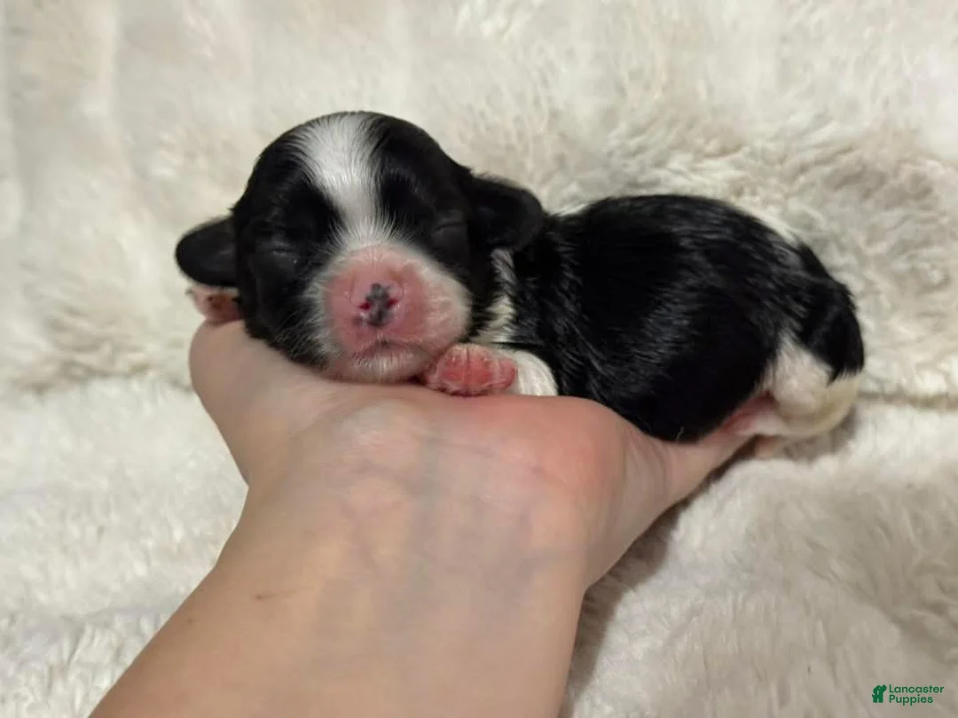 Cavapoo dogs for sale: Bella - Ad 1