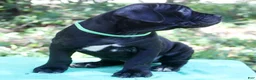 Cane Corso dogs for sale: Hendrix - Ad 3