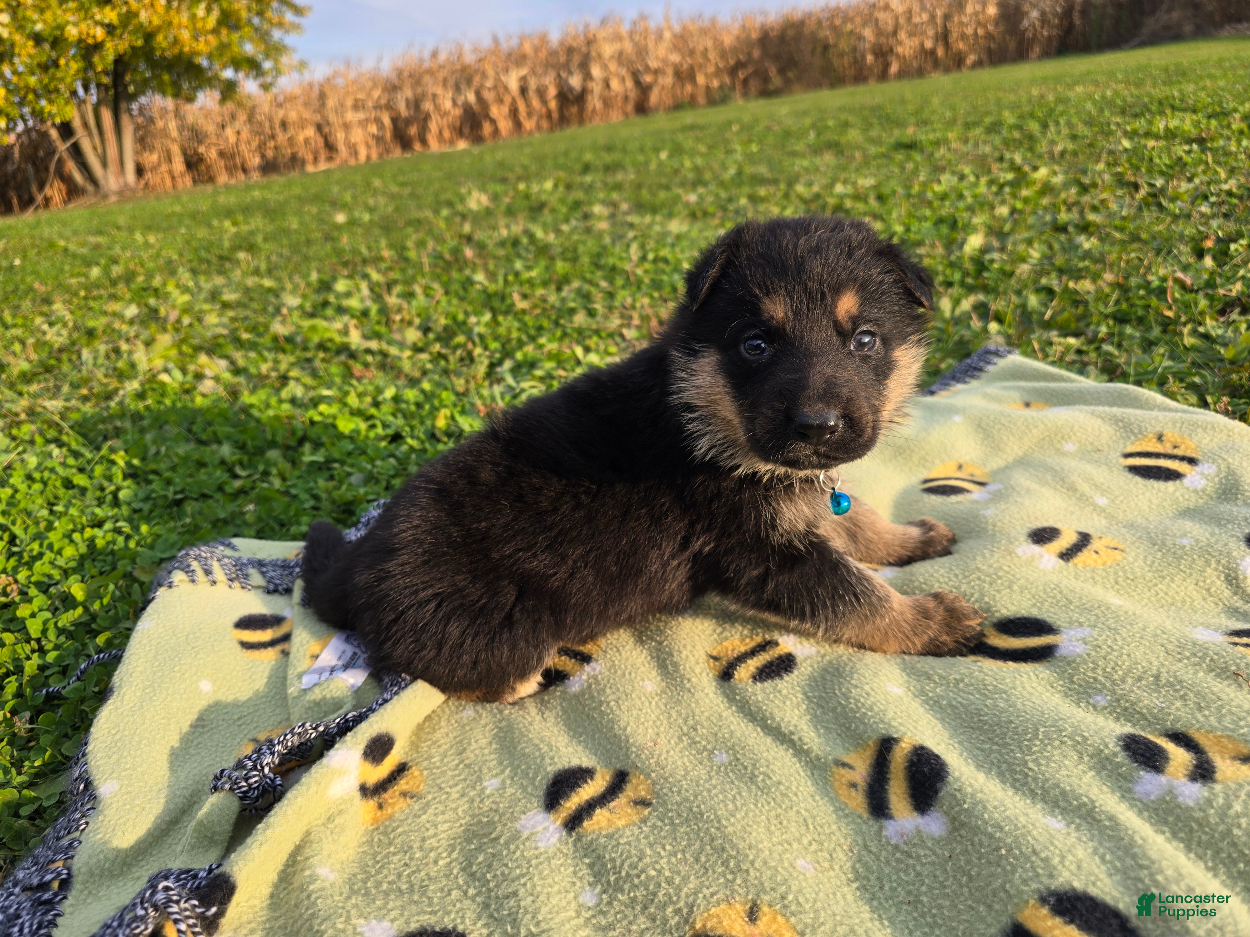 German Shepherd dogs for sale: German Shepherd 2 - Ad 1