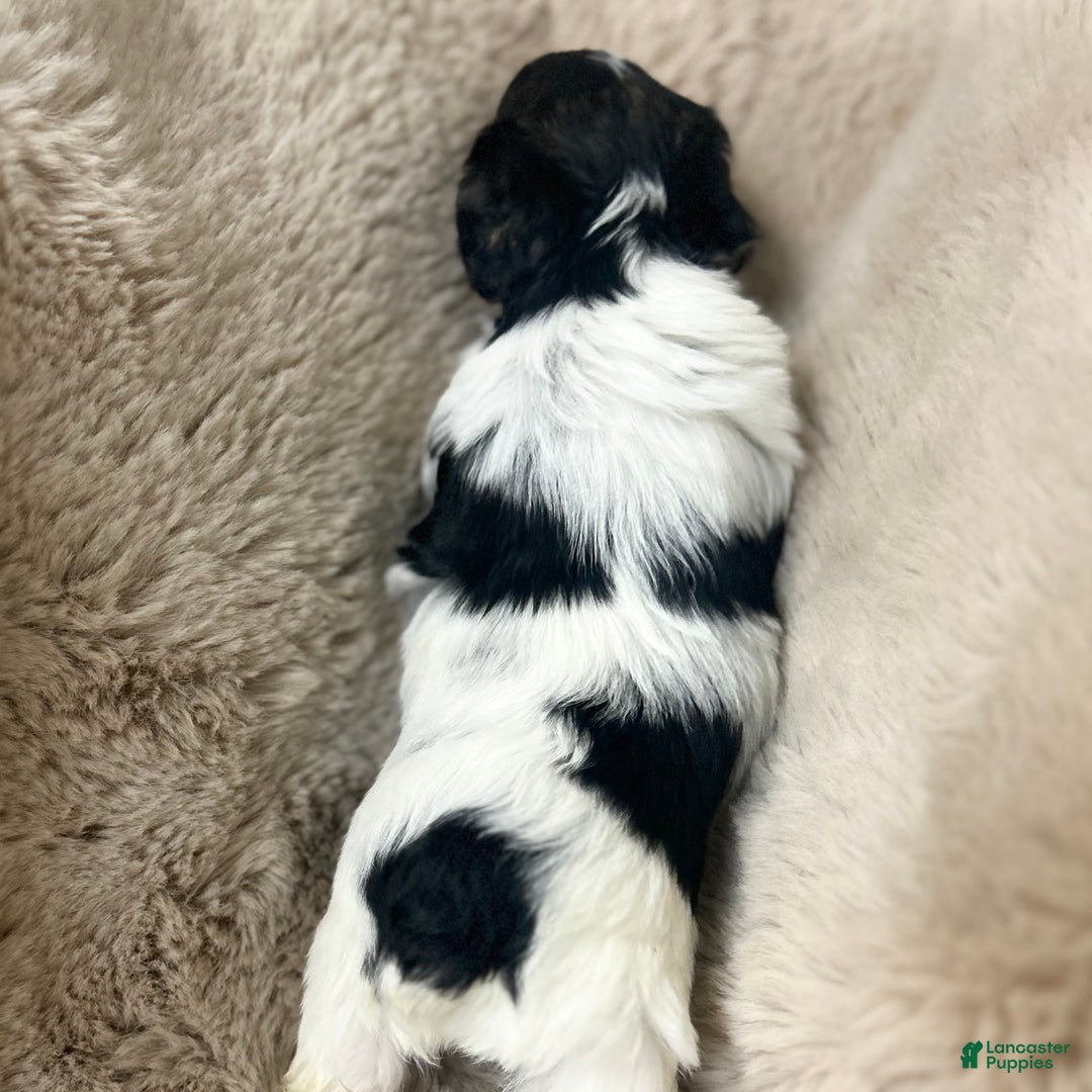 Morkie dogs for sale: Georgio  - Ad 5