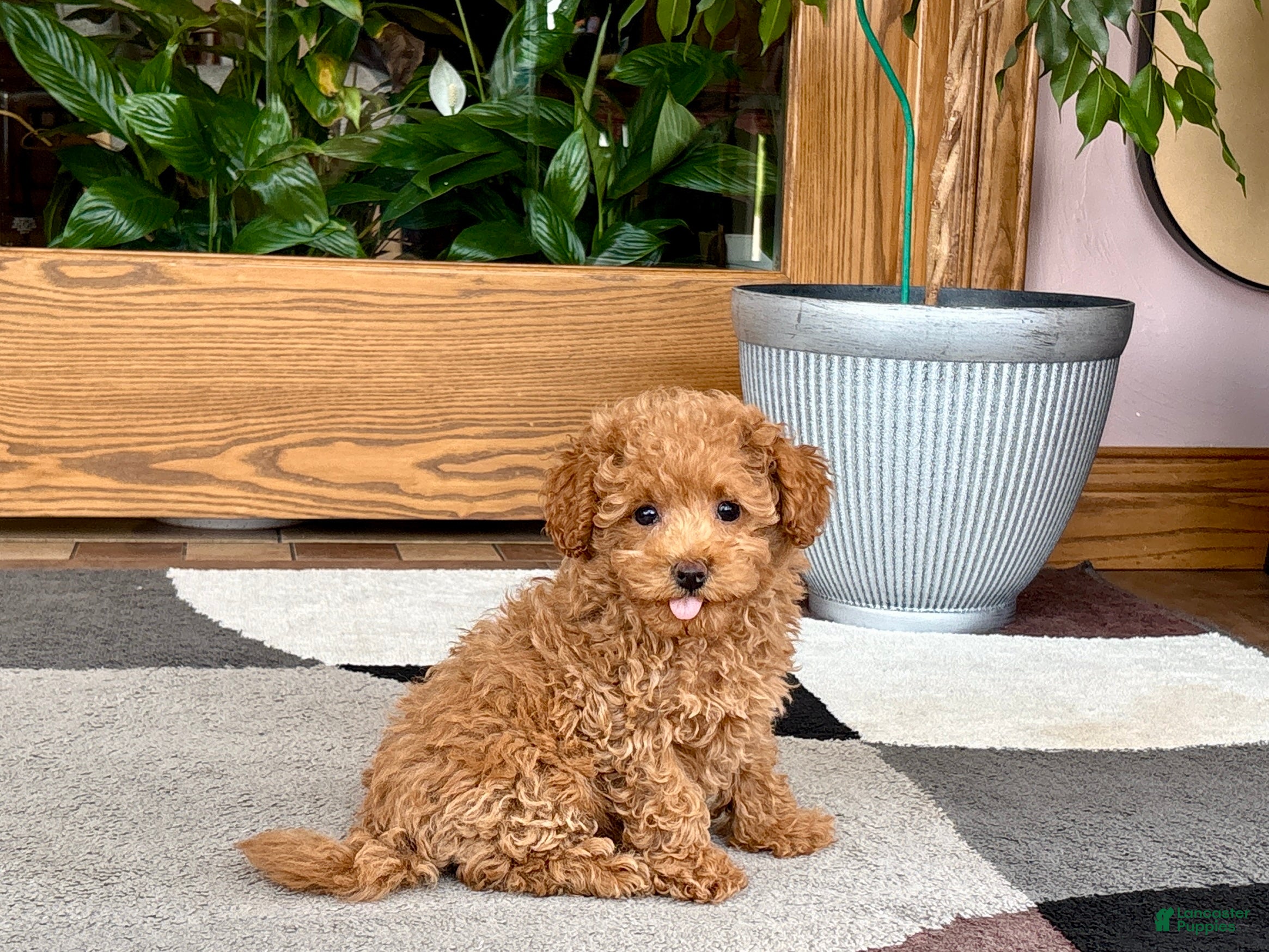 Maltipoo dogs Maltipoo 1 - Ad 2