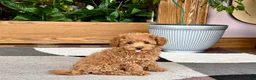 Maltipoo dogs for sale: Maltipoo 1 - Ad 2