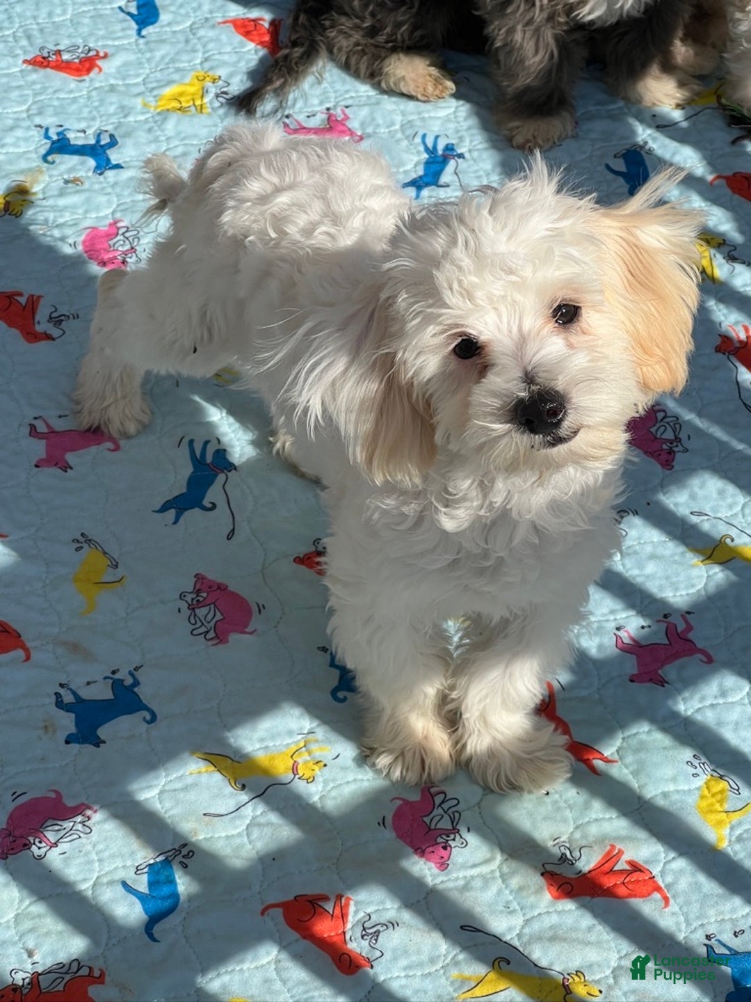 Maltipoo dogs for sale: Snowman - Ad 4