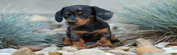 Miniature Dachshund dogs for sale:  Tilly 🎀 - Ad 3