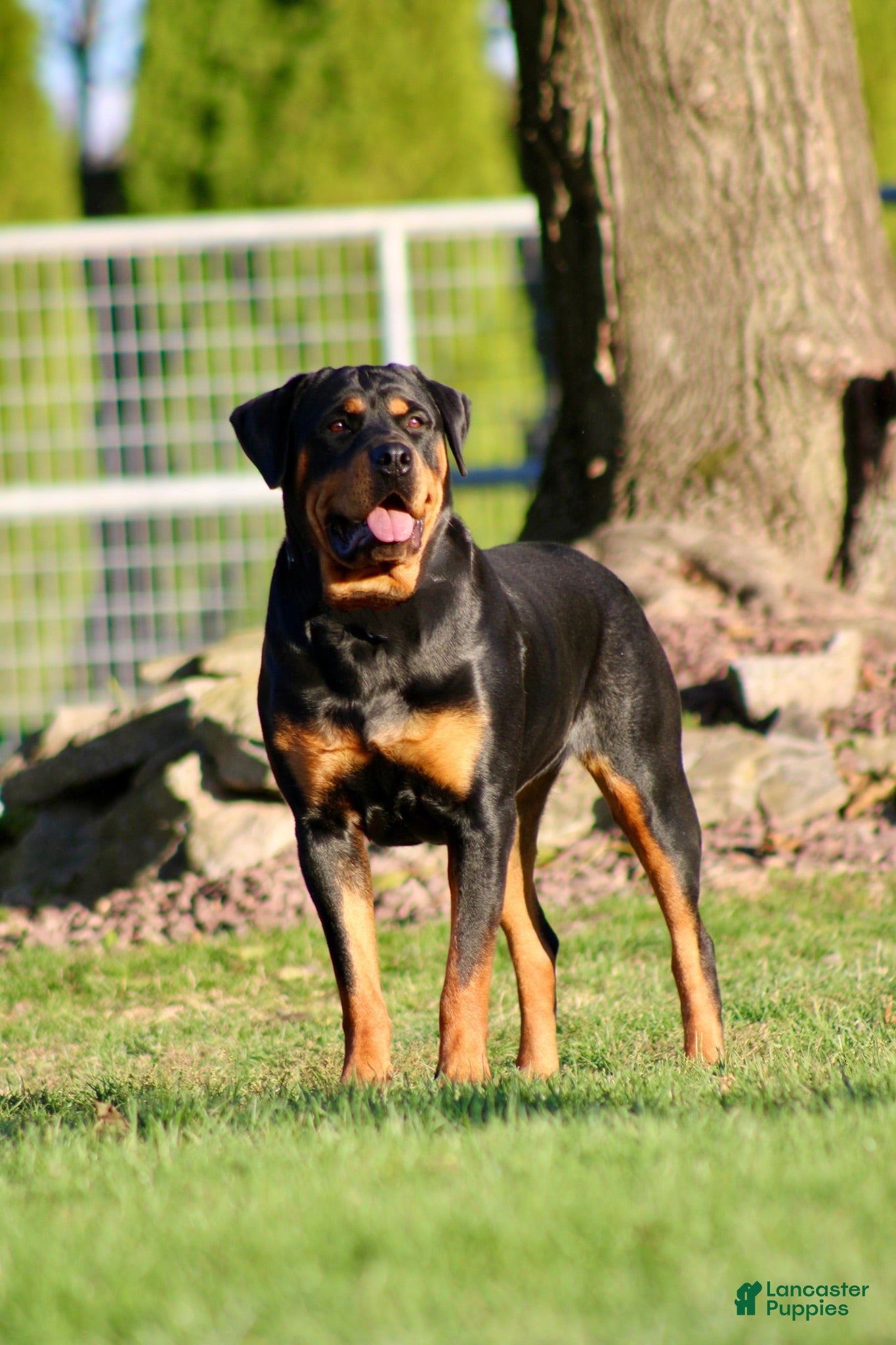 Rottweiler dogs Joey - Ad 2