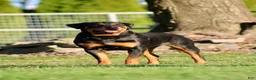 Rottweiler dogs for sale: Josie - Ad 2