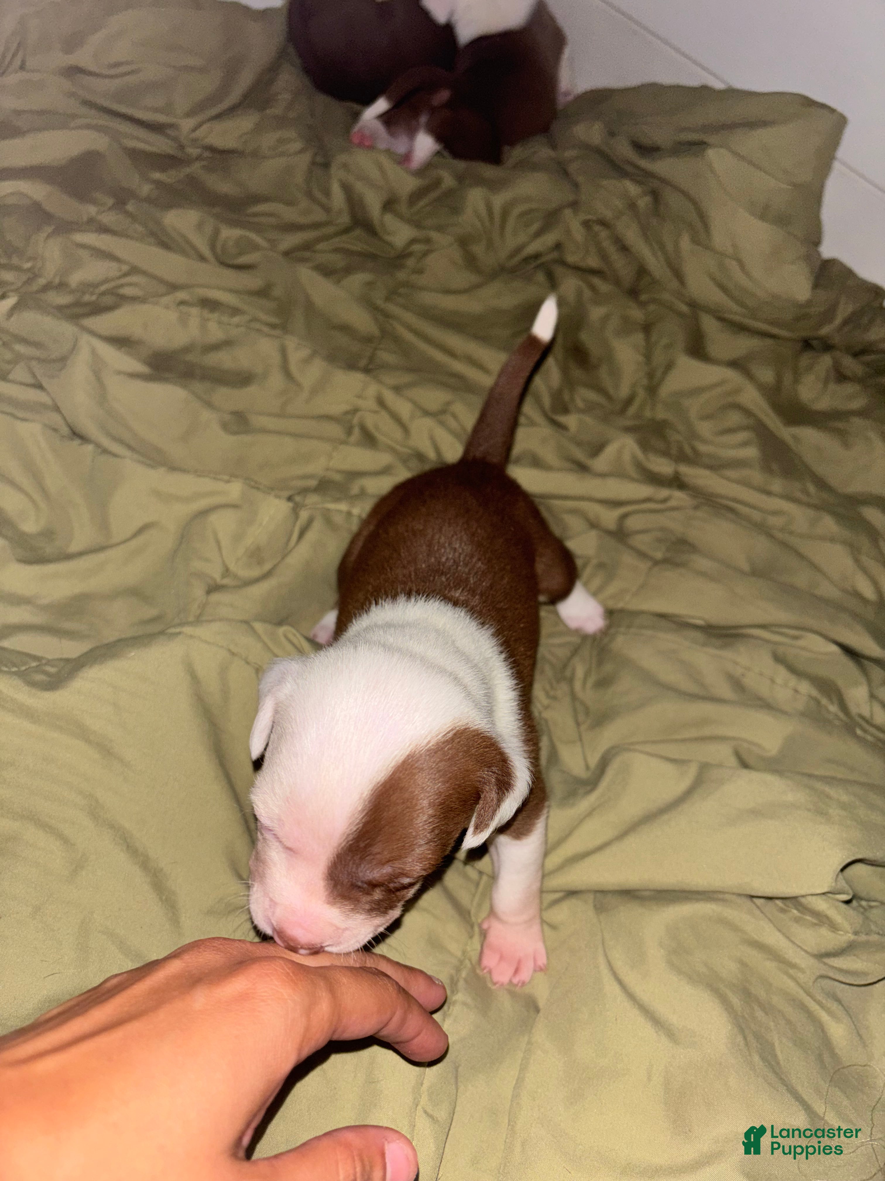 American Bully dogs Patches - Ad 15