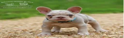 French Bulldog dogs for sale: Wahoo - Ad 4