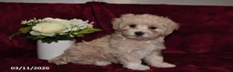 Maltipoo dogs for sale: Ellie - Ad 4