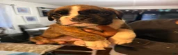 Boxer dogs for sale: Boxer Sanson Puppy 1 - Ad 1