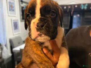 Boxer dogs for sale: Boxer Sanson Puppy 1 - Ad 1