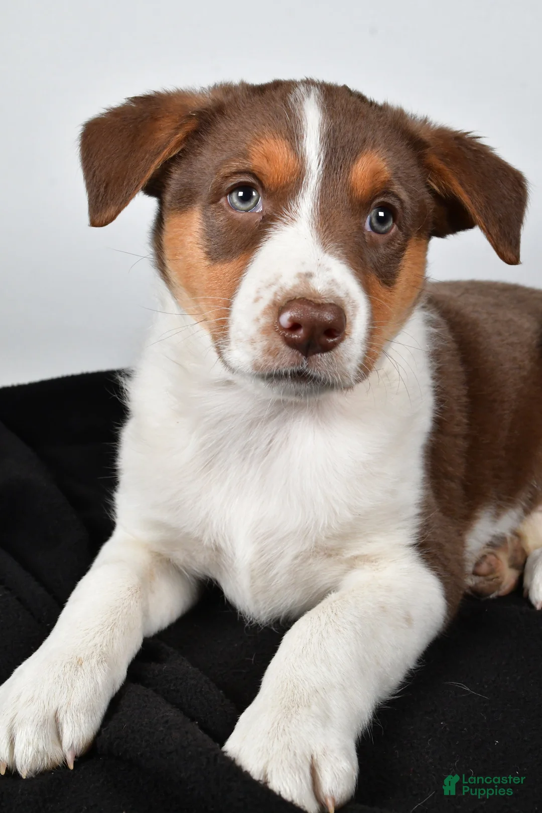 Mixed Breed dogs for sale: Kate - Ad 5