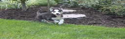 Siberian Husky dogs for sale: Luna - Ad 3