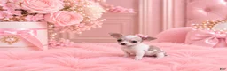 Chihuahua dogs for sale: Chihuahua 1 - Ad 2