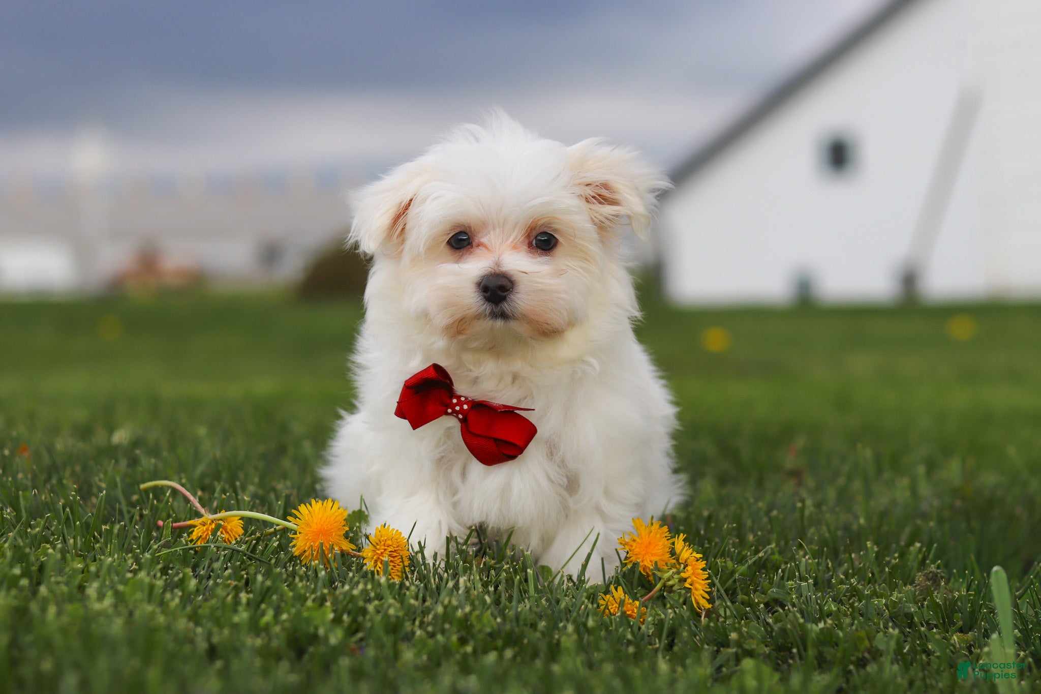 Maltese dogs Jessie - Ad 1