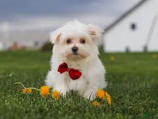 Maltese dogs for sale: Jessie - Ad 1