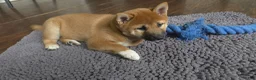 Shiba Inu dogs for sale: Shiba Inu Puppy 1 - Ad 14