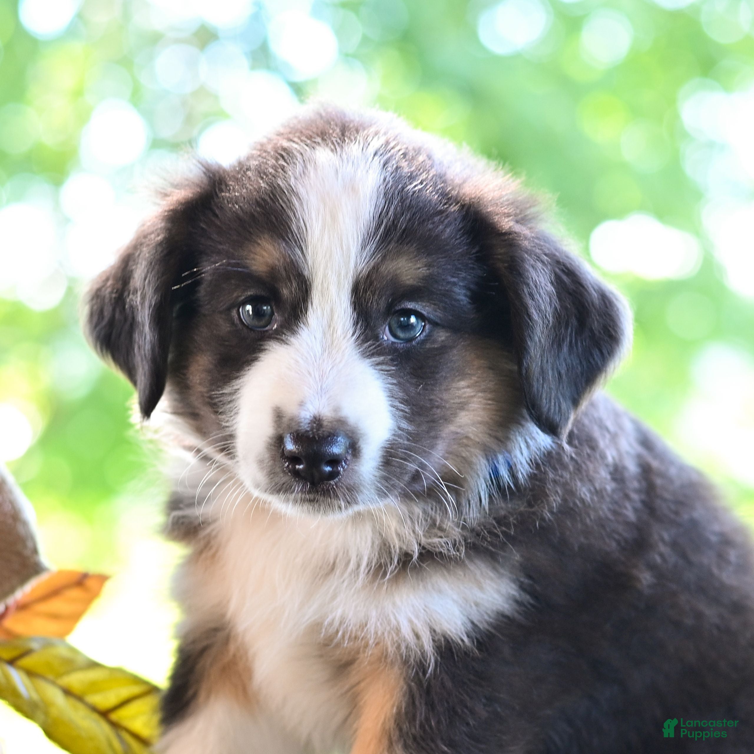 Miniature Australian Shepherd dogs Donald  - Ad 2