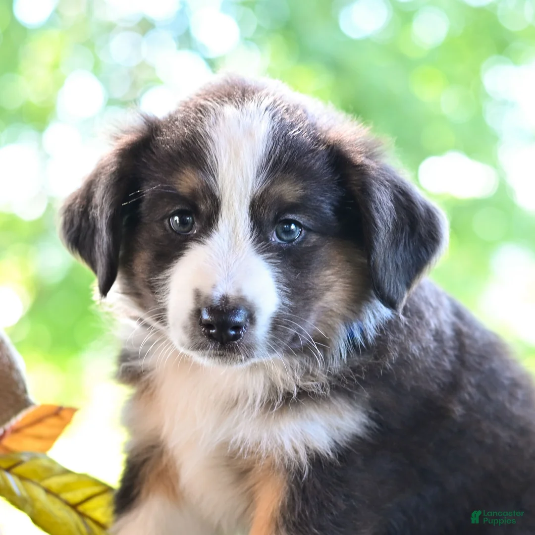 Miniature Australian Shepherd dogs for sale: Donald  - Ad 2