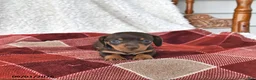 Miniature Dachshund dogs for sale: Jasper - Ad 5