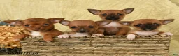 Chihuahua dogs for sale: Bebita - Ad 3