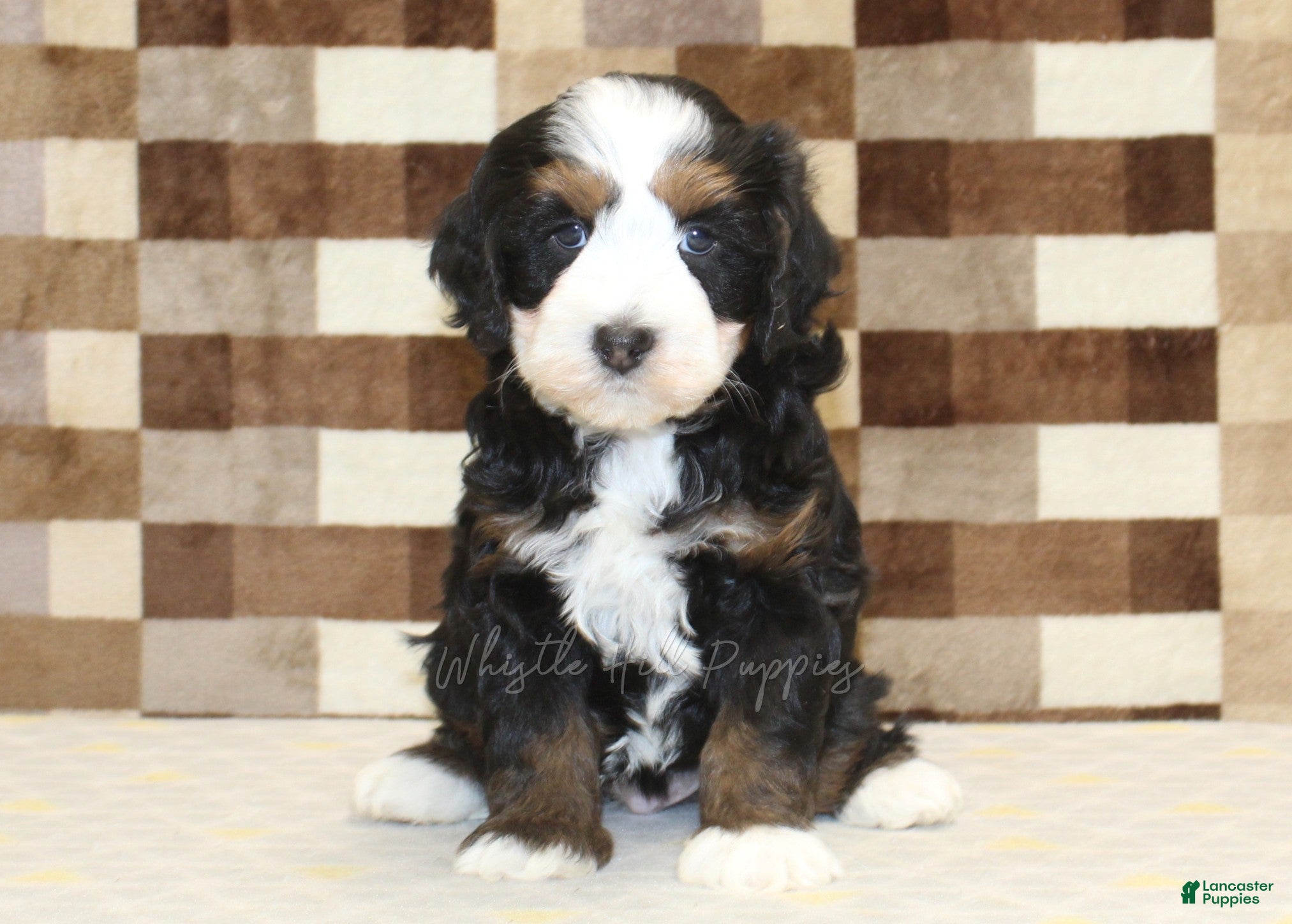 Mini Bernedoodle dogs Rudy - Ad 1