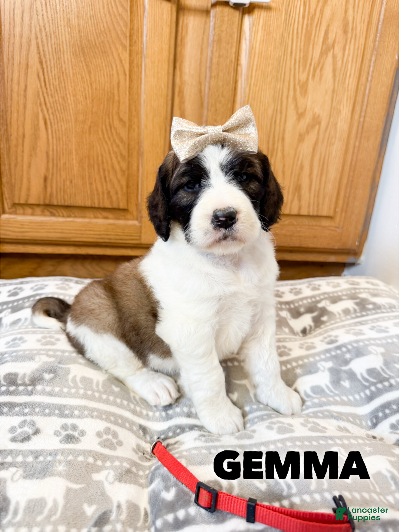 Saint Berdoodles dogs Gemma - Ad 1
