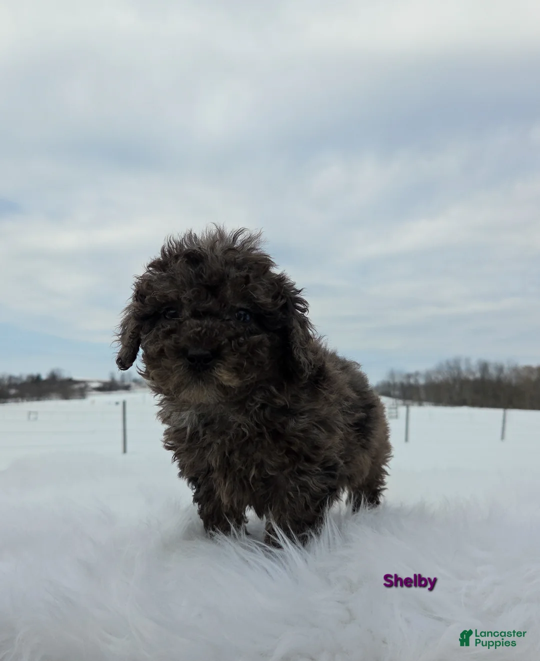 Miniature Poodle dogs for sale: Shelby - Ad 2