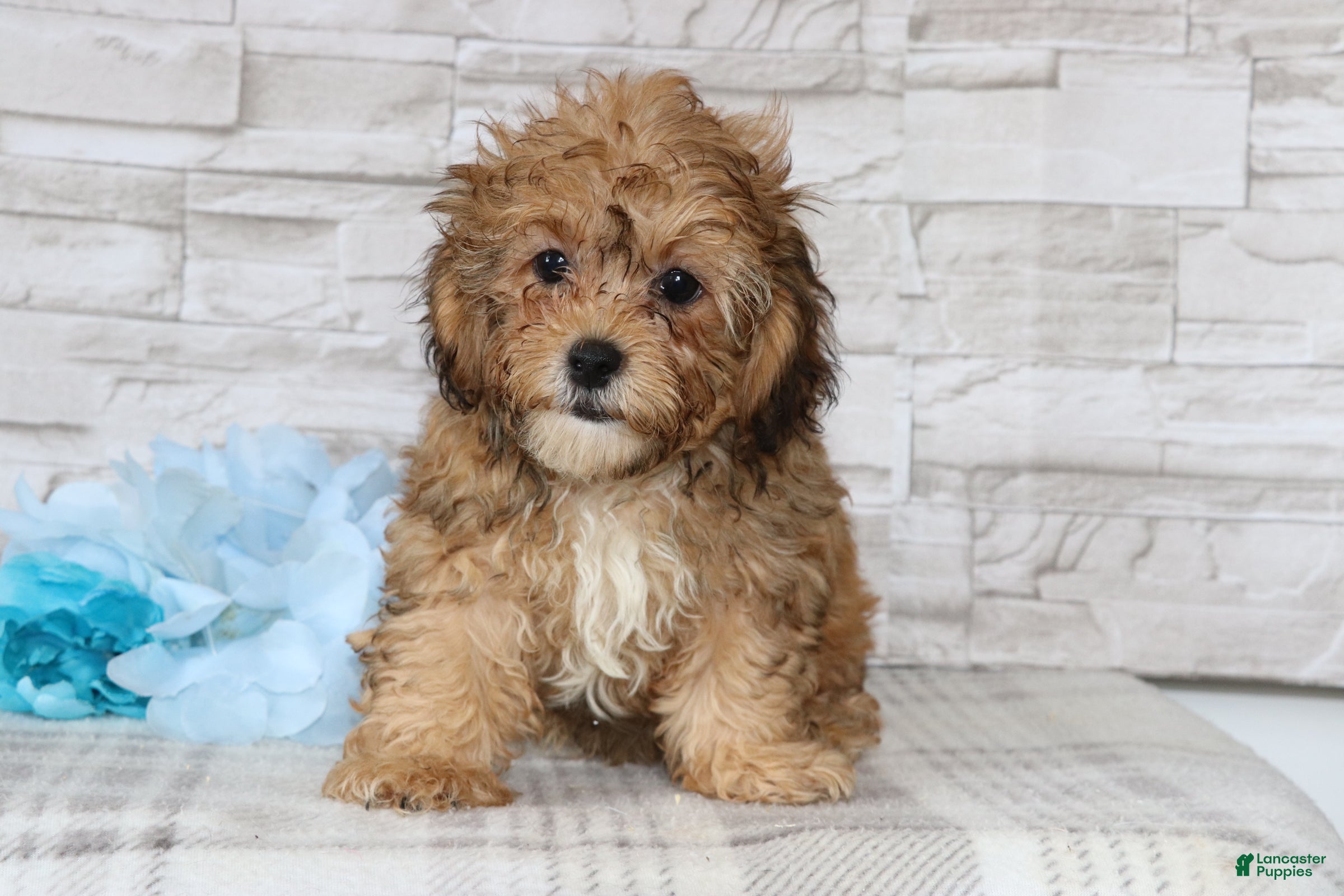 Shihpoo dogs Alexander - Ad 1