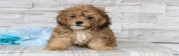Shihpoo dogs for sale: Alexander - Ad 1