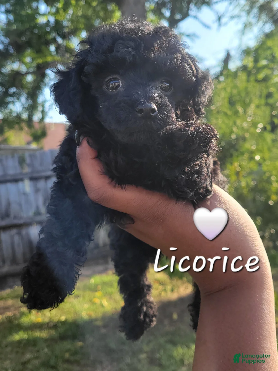 Toy Poodle dogs for sale: Jet Black Toy Poodle Female  - Ad 2