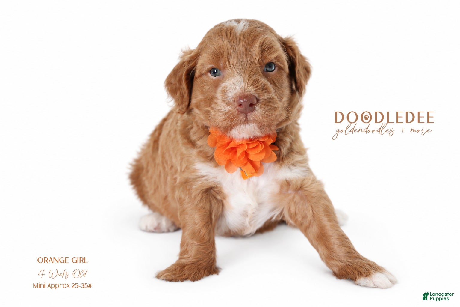 Goldendoodle dogs for sale: English Goldendoodle: Orange Girl - Ad 1
