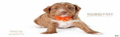 English Goldendoodle: Orange Girl
