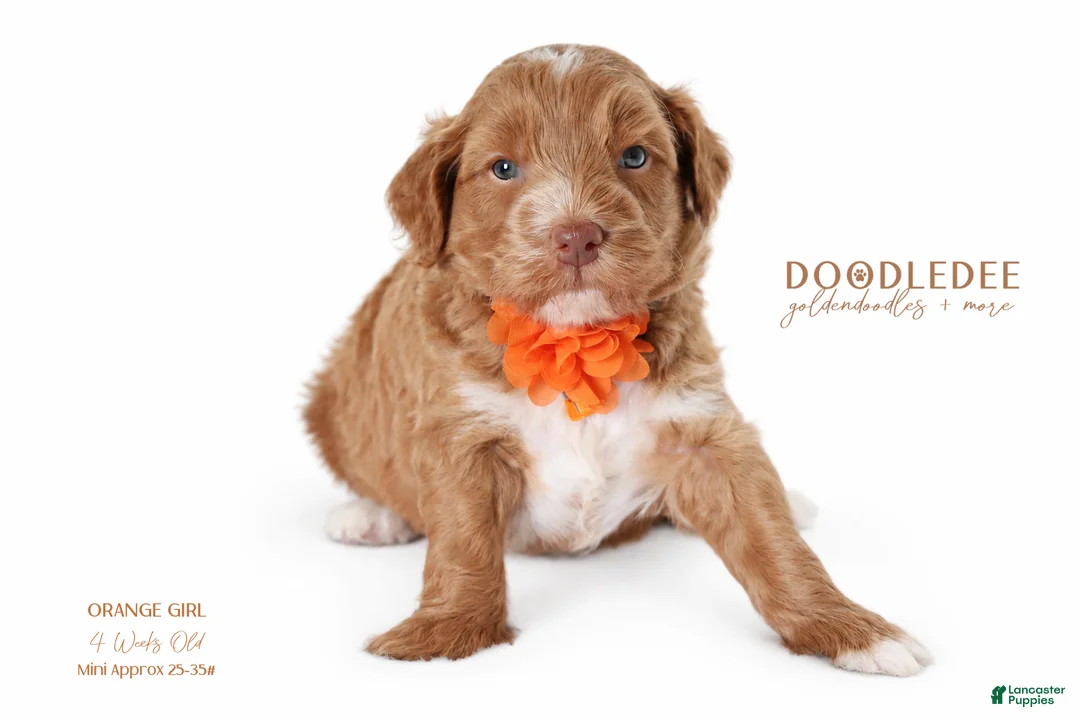 Goldendoodle dogs for sale: English Goldendoodle: Orange Girl - Ad 1