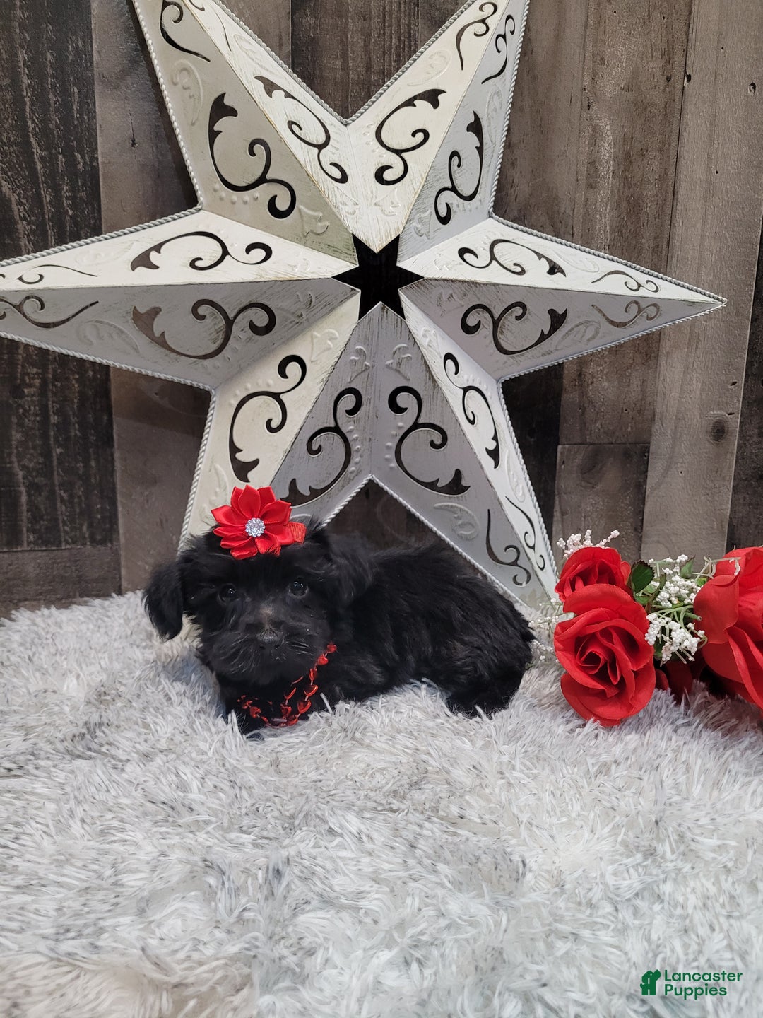 Mixed Breed dogs for sale: Cupcake - Ad 8