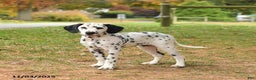 Dalmatian dogs for sale: Copper - Ad 1