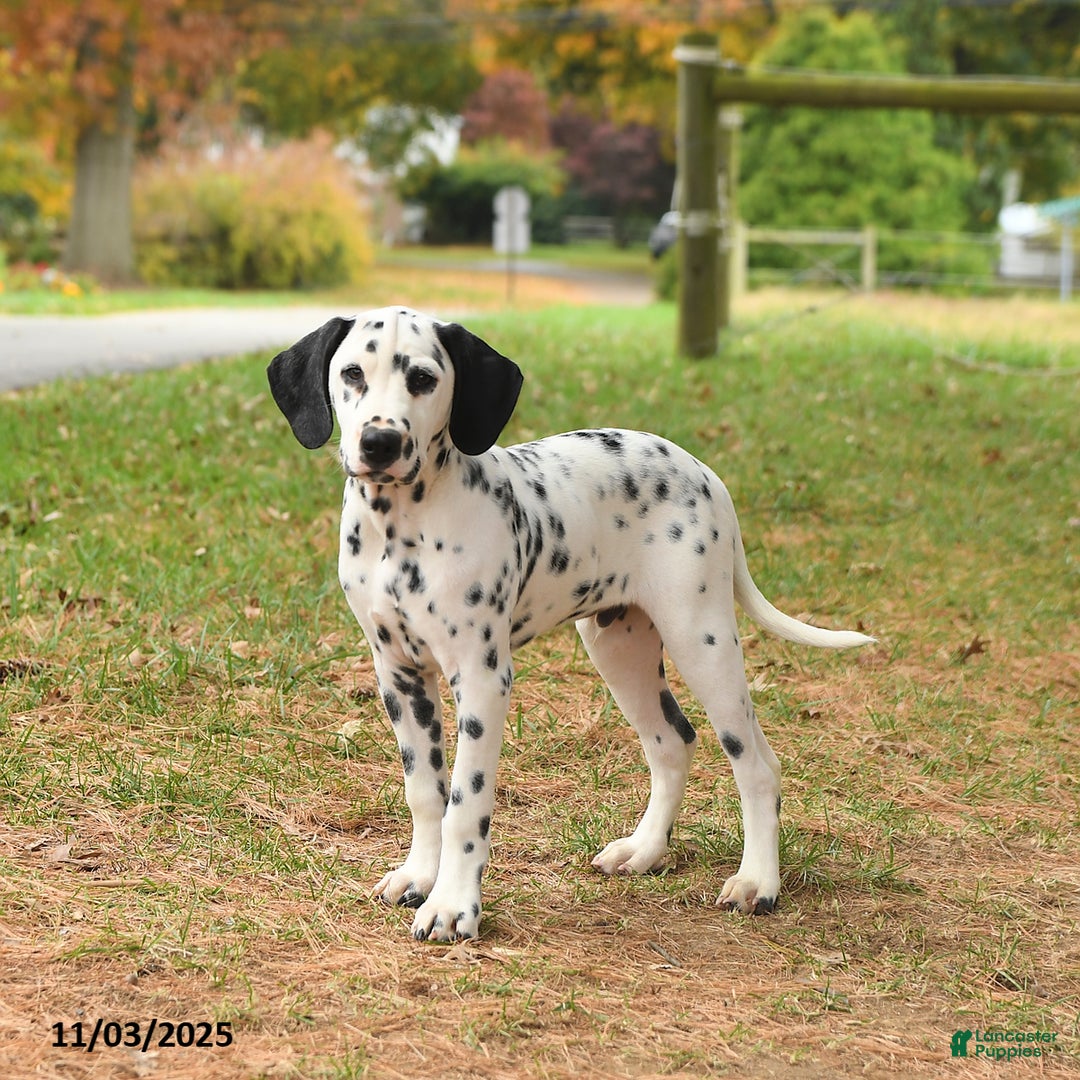 Dalmatian dogs for sale: Copper - Ad 1