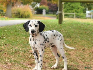 Dalmatian dogs Copper - Ad 13