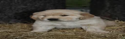 Golden Retriever dogs for sale: Gabby - Ad 12
