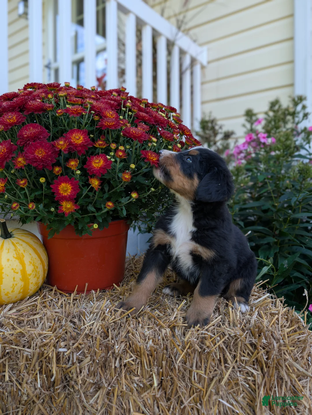 Bernese Mountain Dog dogs for sale: Bernese Mountain Dog 3 - Ad 1