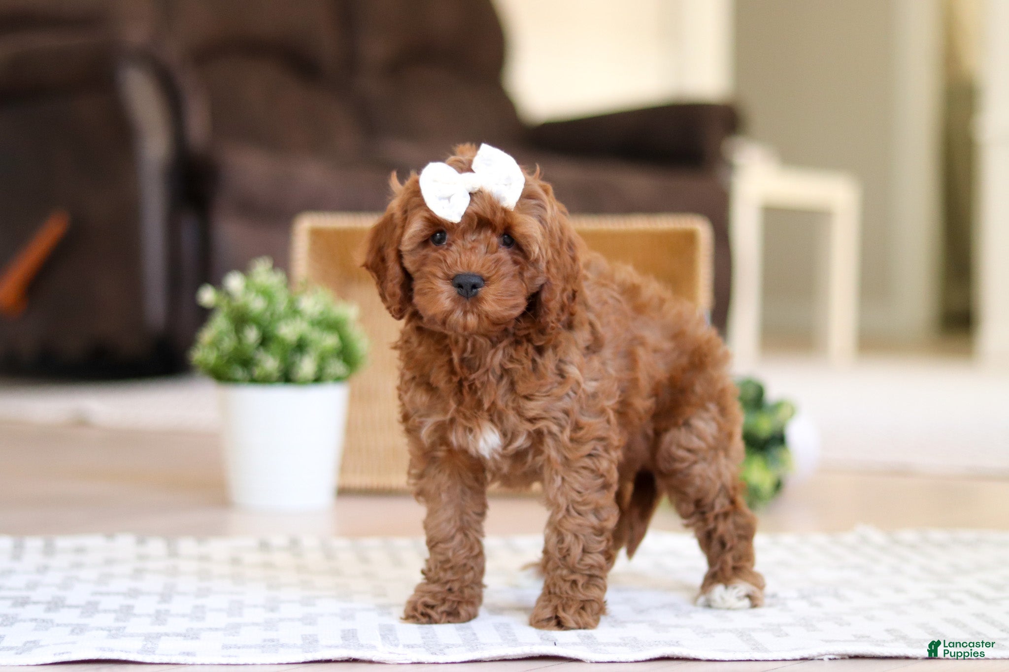 Cockapoo dogs Tammy - Ad 21