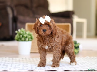 Cockapoo dogs Tammy - Ad 21
