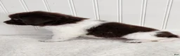 Newfoundland dogs for sale: AKC Ellen - Ad 9