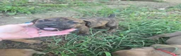 Cane Corso dogs for sale: Cane Corso 1 - Ad 13