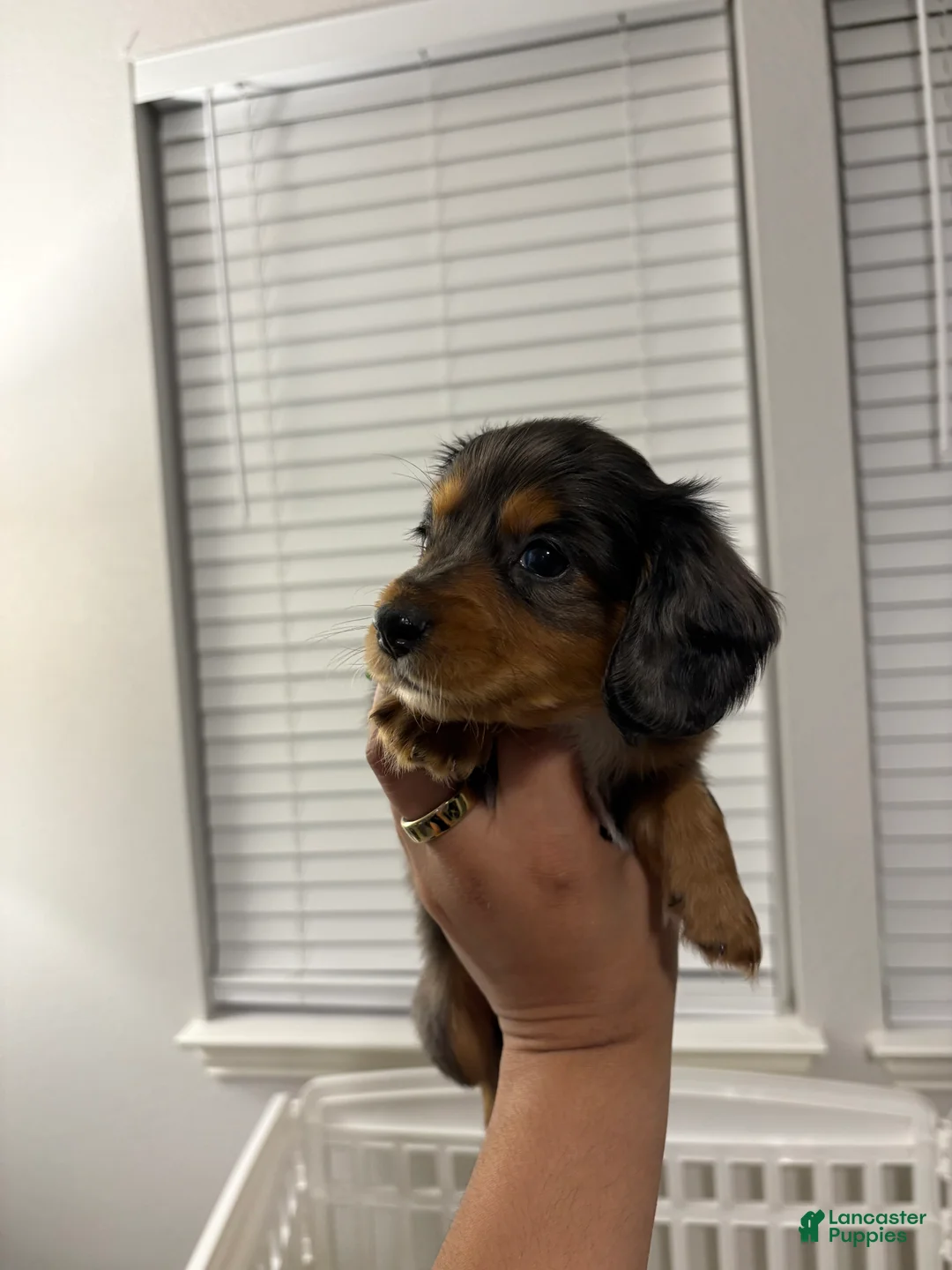 Miniature Dachshund dogs for sale: Miniature Dachshund Puppy 2 - Ad 2